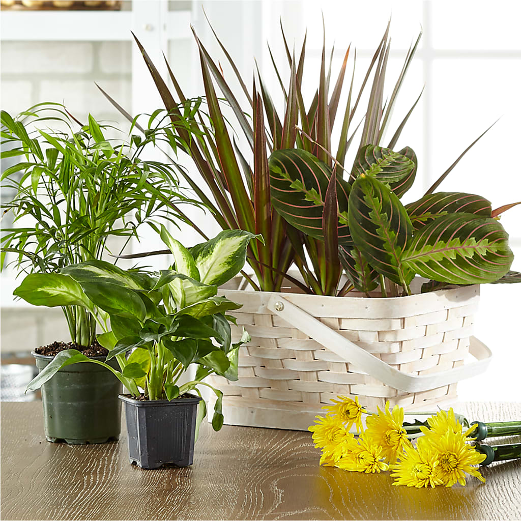 Florist Designed Blooming and Green Plants in a Basket – THE LADYBUG FLORAL & GIFTS, Berlin WI