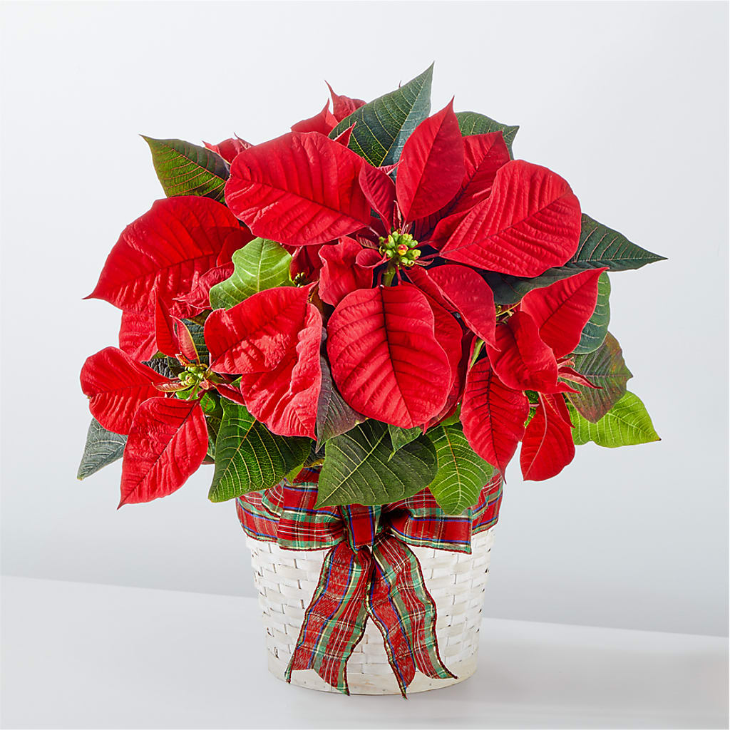 Happiest Holidays Poinsettia – THE LADYBUG FLORAL & GIFTS, Berlin WI