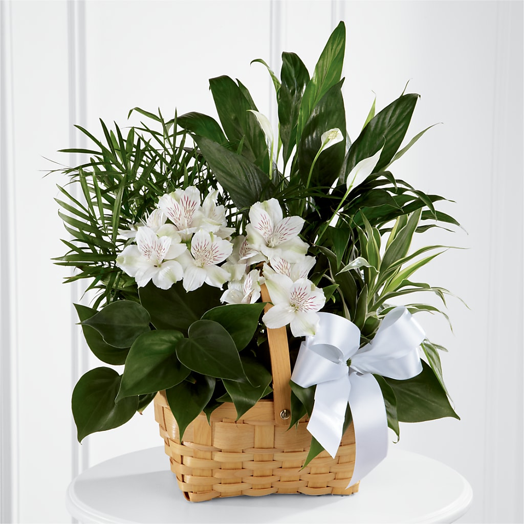 Peace & Serenity Dishgarden – THE LADYBUG FLORAL & GIFTS, Berlin WI