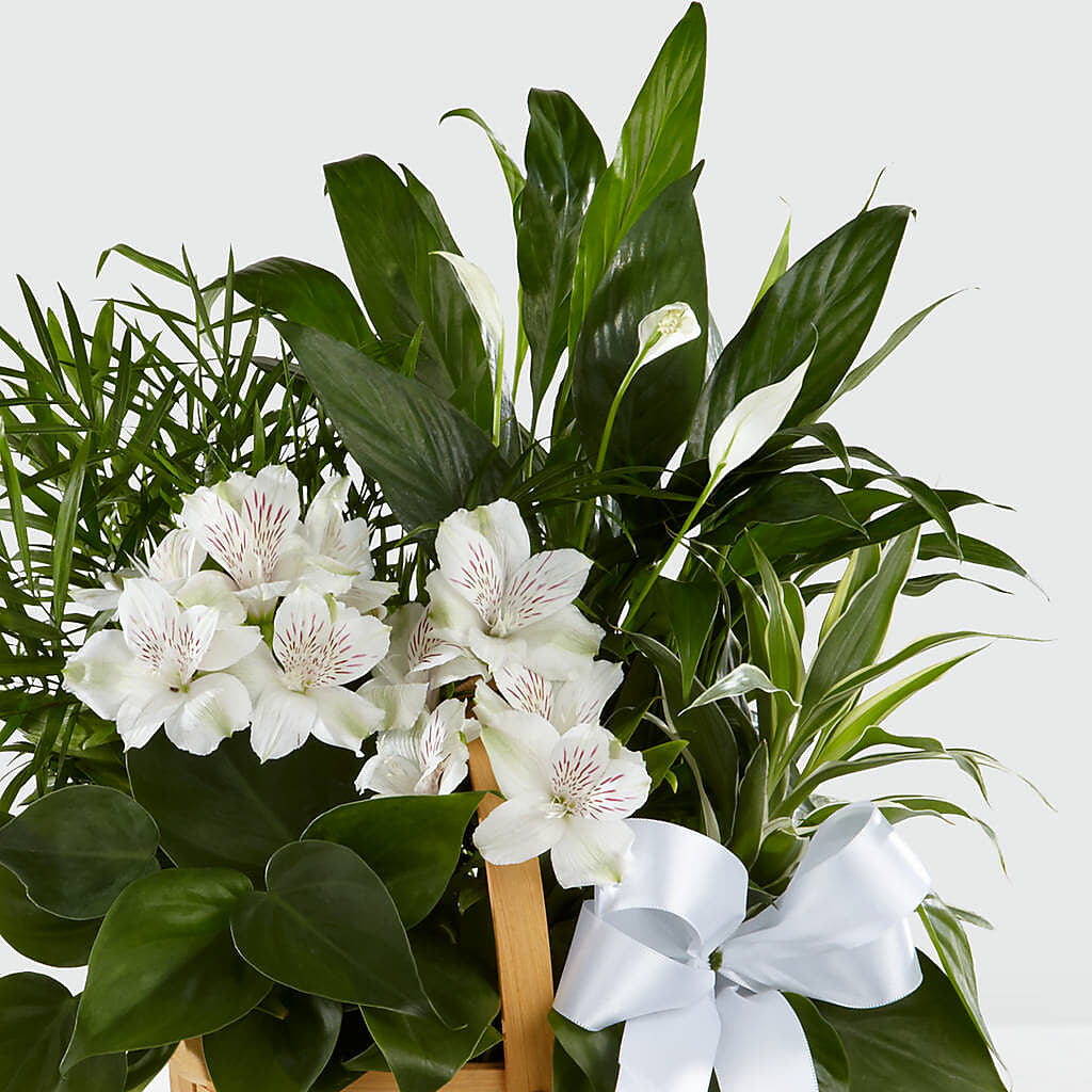 Peace & Serenity Dishgarden – THE LADYBUG FLORAL & GIFTS, Berlin WI