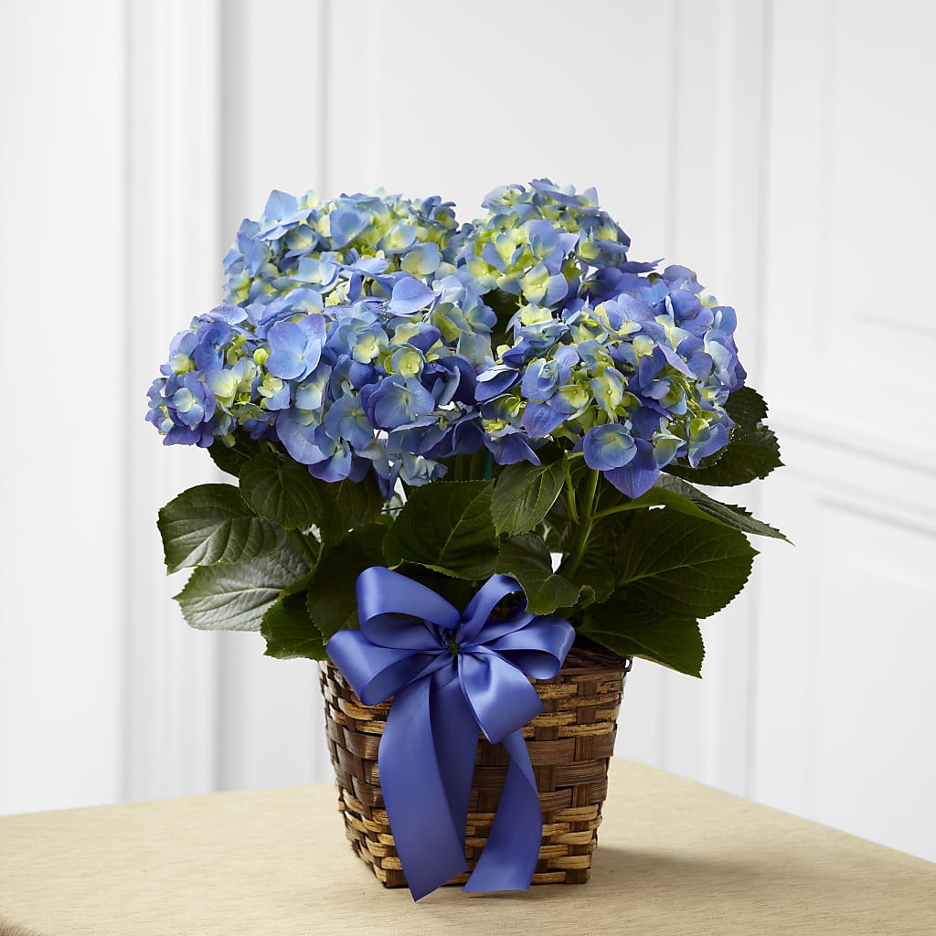 Blue Hydrangea Planter – THE LADYBUG FLORAL & GIFTS, Berlin WI