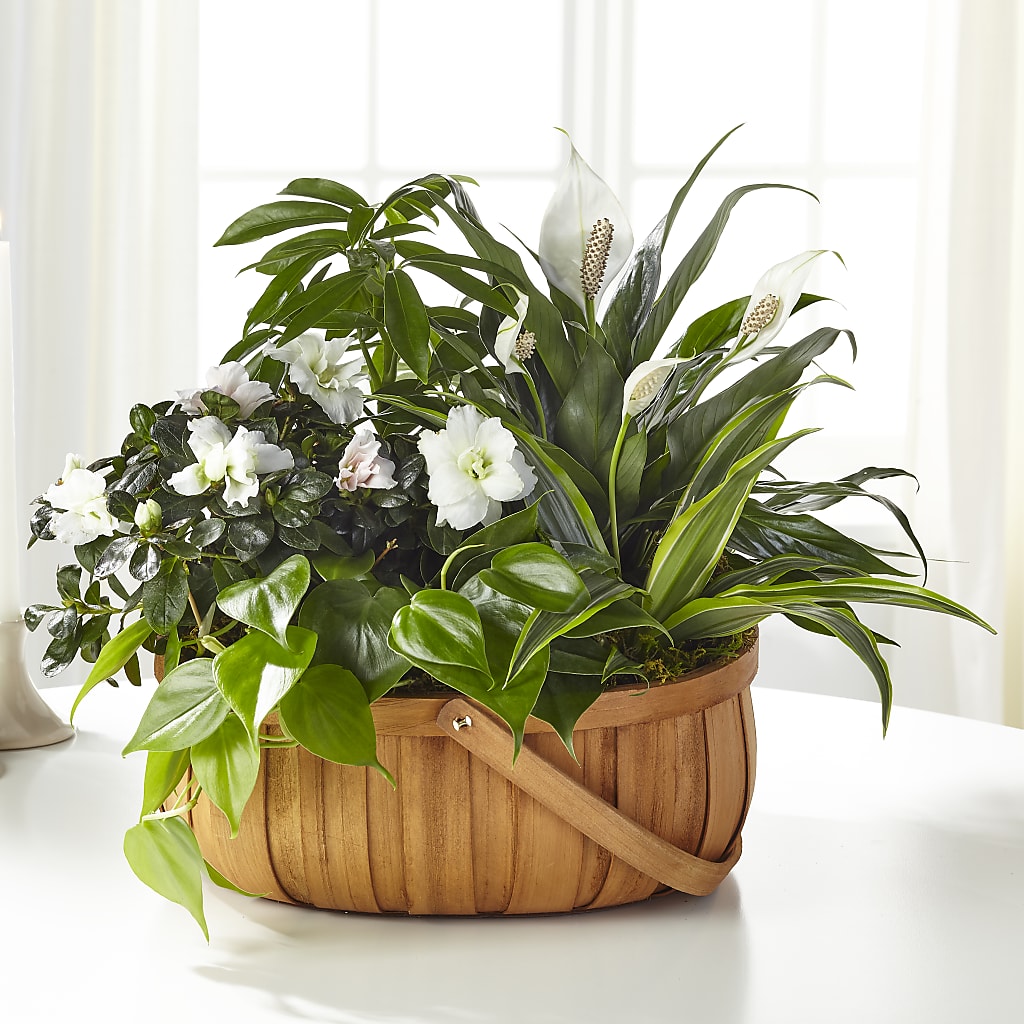 Serene Dishgarden – THE LADYBUG FLORAL & GIFTS, Berlin WI