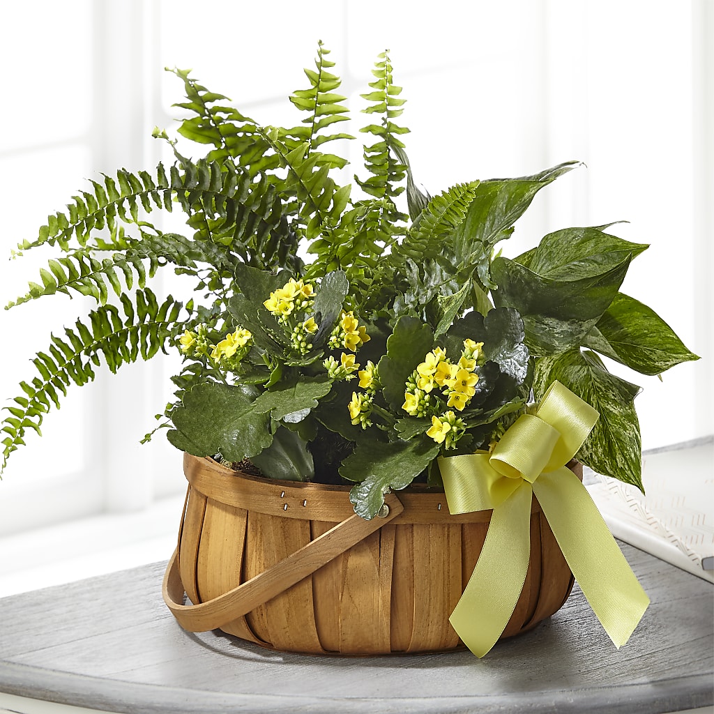 Always Dear Dishgarden – THE LADYBUG FLORAL & GIFTS, Berlin WI