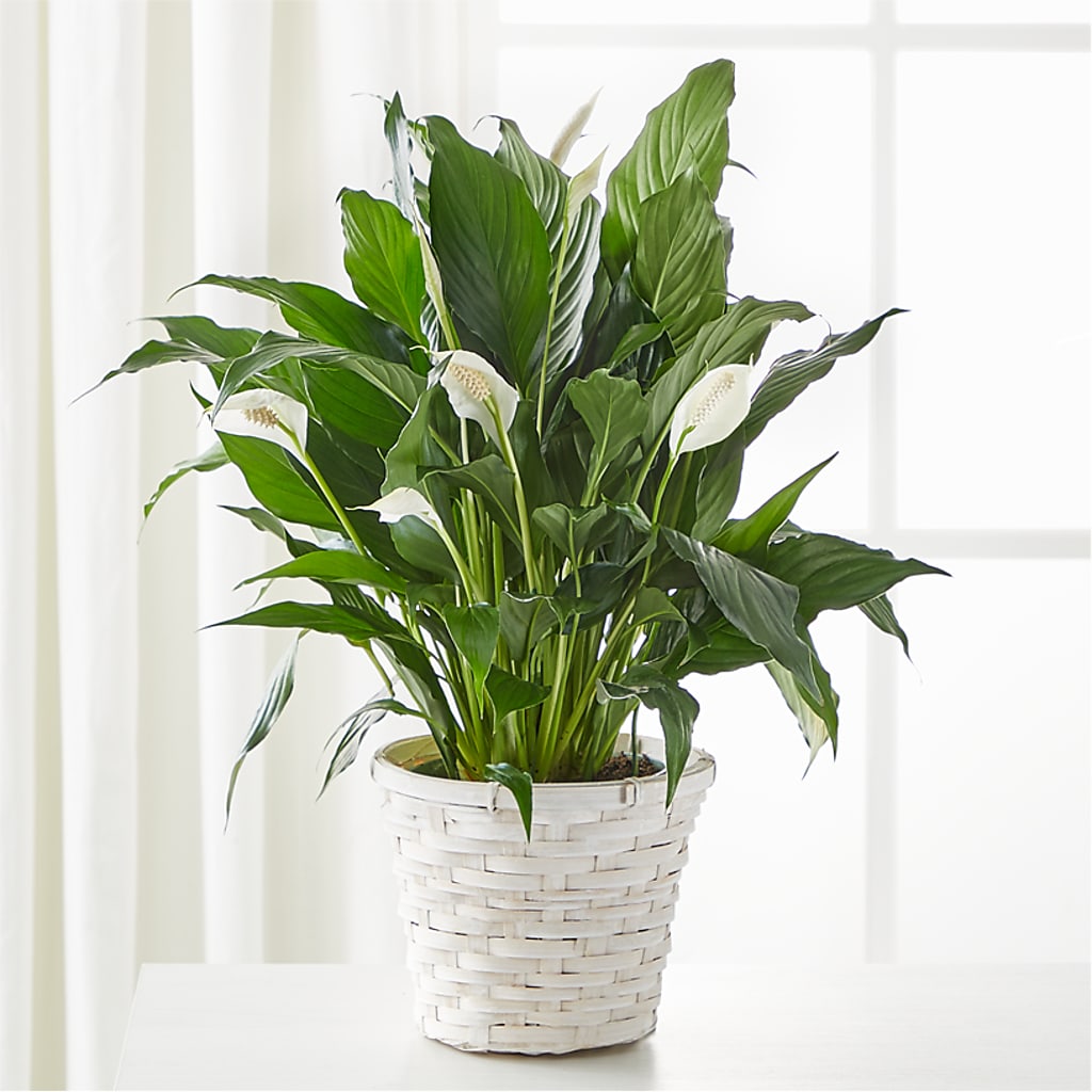 A New Leaf Peace Lily – THE LADYBUG FLORAL & GIFTS, Berlin WI