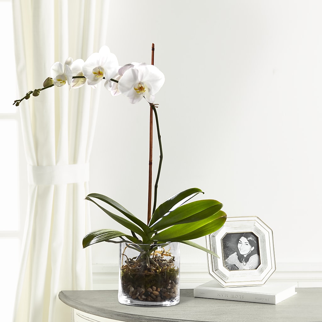 White Orchid Planter – THE LADYBUG FLORAL & GIFTS, Berlin WI