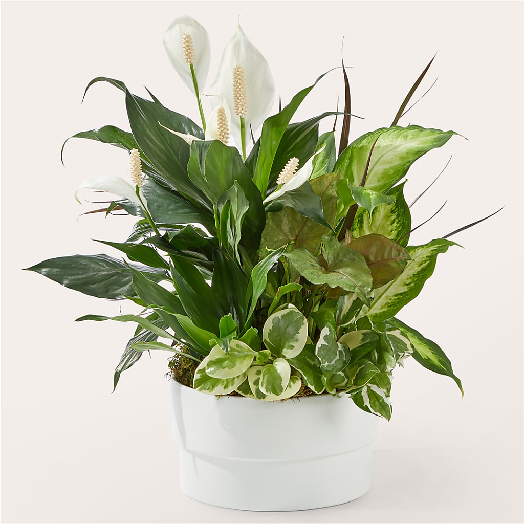 Radiating Positivity Dishgarden – THE LADYBUG FLORAL & GIFTS, Berlin WI