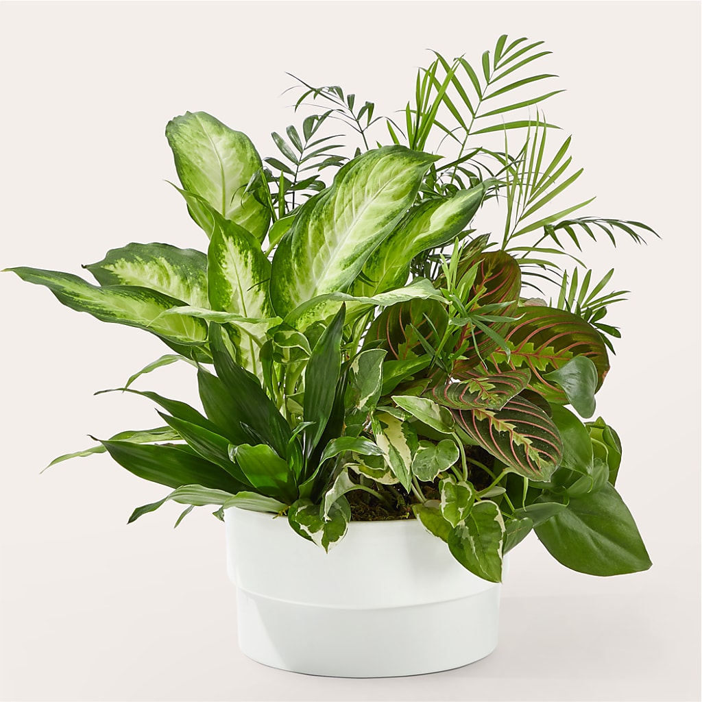 Radiating Positivity Dishgarden – THE LADYBUG FLORAL & GIFTS, Berlin WI
