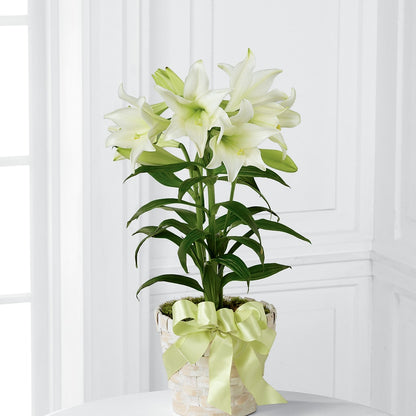 Easter Lily Plant – THE LADYBUG FLORAL & GIFTS, Berlin WI