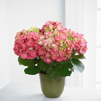 Pink Hydrangea Planter – THE LADYBUG FLORAL & GIFTS, Berlin WI
