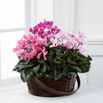 Mixed Cyclamen Planter – THE LADYBUG FLORAL & GIFTS, Berlin WI