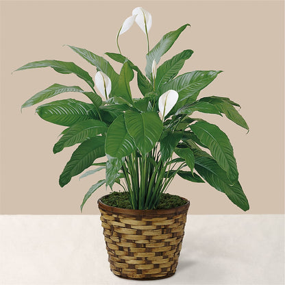 Tranquil Moments Peace Lily Plant – THE LADYBUG FLORAL & GIFTS, Berlin WI