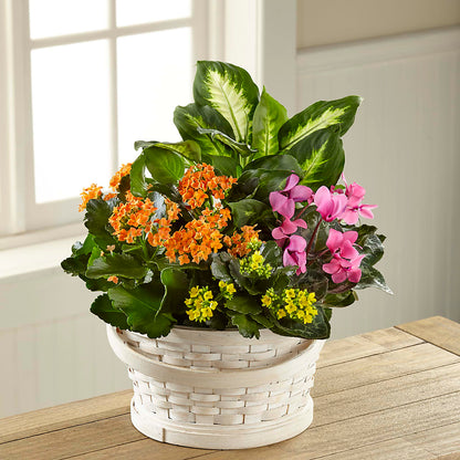 Color Crush Dishgarden – THE LADYBUG FLORAL & GIFTS, Berlin WI