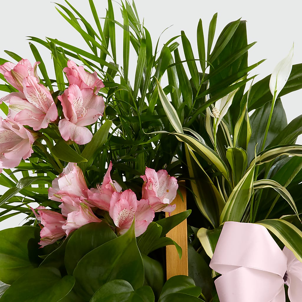 Living Spirit Dishgarden – THE LADYBUG FLORAL & GIFTS, Berlin WI
