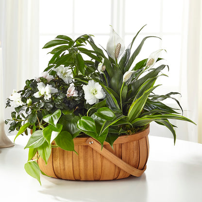 Serene Dishgarden – THE LADYBUG FLORAL & GIFTS, Berlin WI