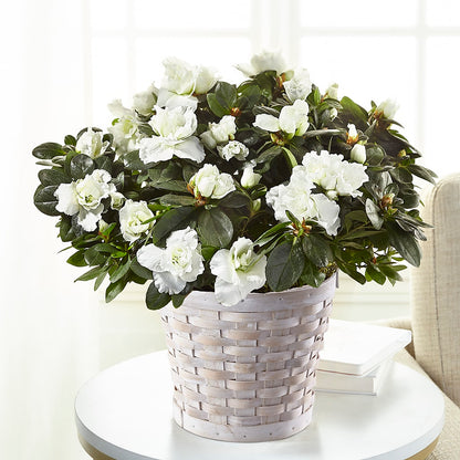 White Azalea Plant – THE LADYBUG FLORAL & GIFTS, Berlin WI