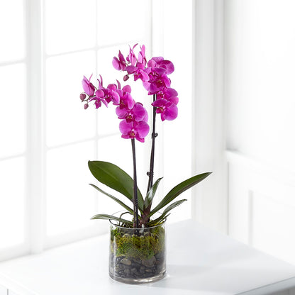 Pink Orchid Plant – THE LADYBUG FLORAL & GIFTS, Berlin WI