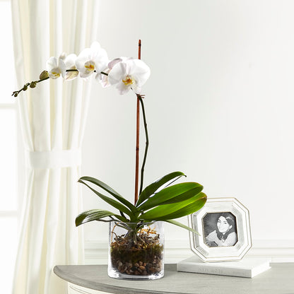 White Orchid Planter – THE LADYBUG FLORAL & GIFTS, Berlin WI