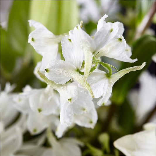 Classic Ivory – A Florist Original – THE LADYBUG FLORAL & GIFTS, Berlin WI